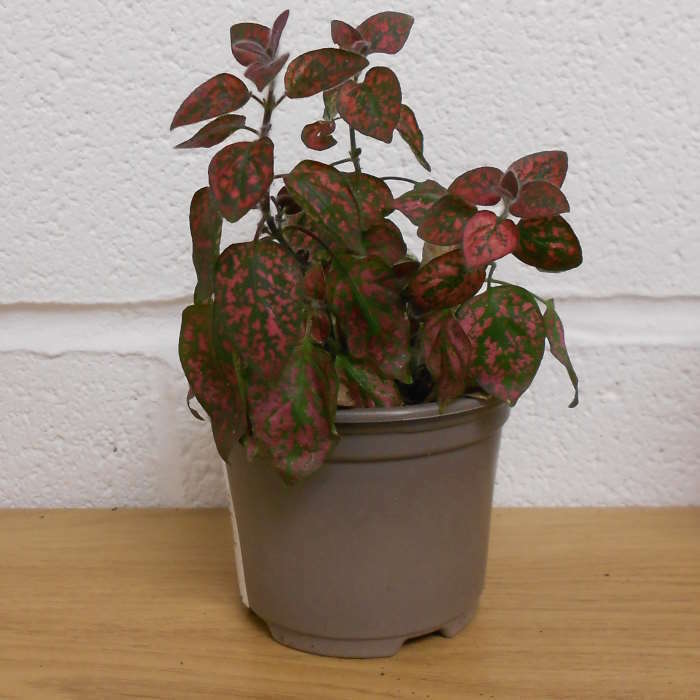 Red Polka Dot Plant (Hypoestes Phyllostachya Red) Small Indoor Plants