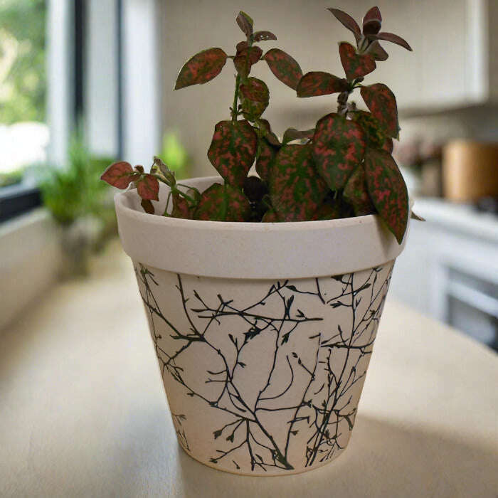 Red Polka Dot Plant (Hypoestes Phyllostachya Red) - Plant and Bamboo Pot | Small Indoor Plants