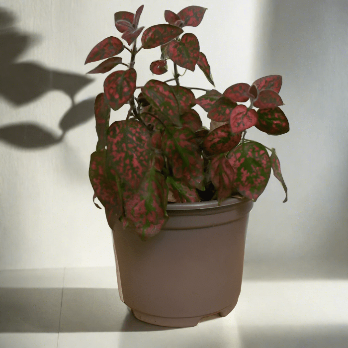 Red Polka Dot Plant (Hypoestes Phyllostachya Red) - Plant in Plastic Nursery Pot | Small Indoor Plants