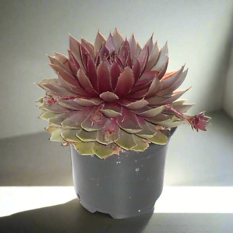 sempervivum-houseleek-plant-hens-and-chicks-small-indoor-plants-Jdm