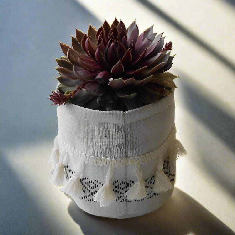 sempervivum-houseleek-plant-hens-and-chicks-small-indoor-plants-b17