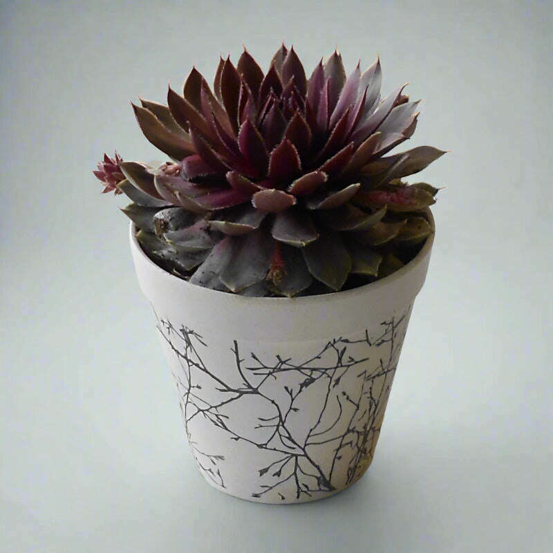 sempervivum-houseleek-plant-hens-and-chicks-small-indoor-plants-oR4
