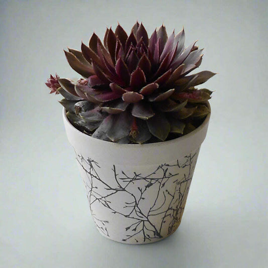 Sempervivum Houseleek Plant (Hens and Chicks) - Plant and Bamboo Pot | Small Indoor Plants