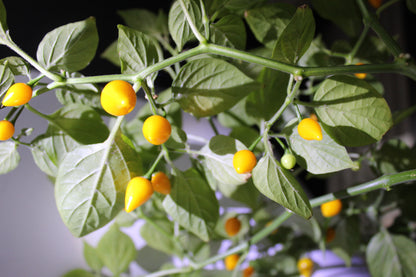Biquinho Yellow Chilli