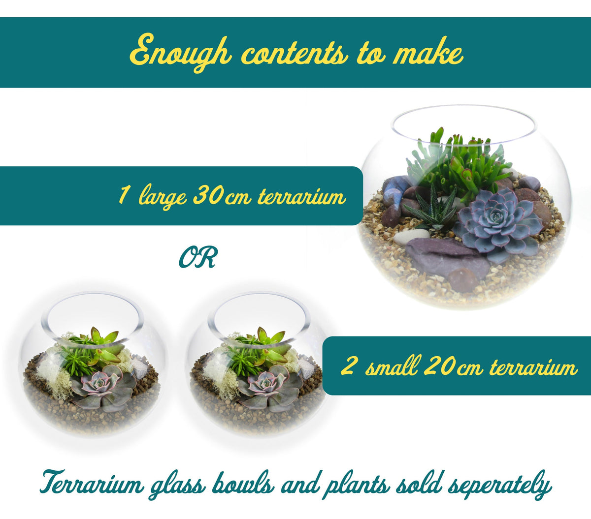 Open Terrarium Starter Kit with 6 Succulent Plants - Large