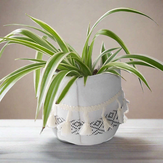 Spider plant in a cotton plant pot.