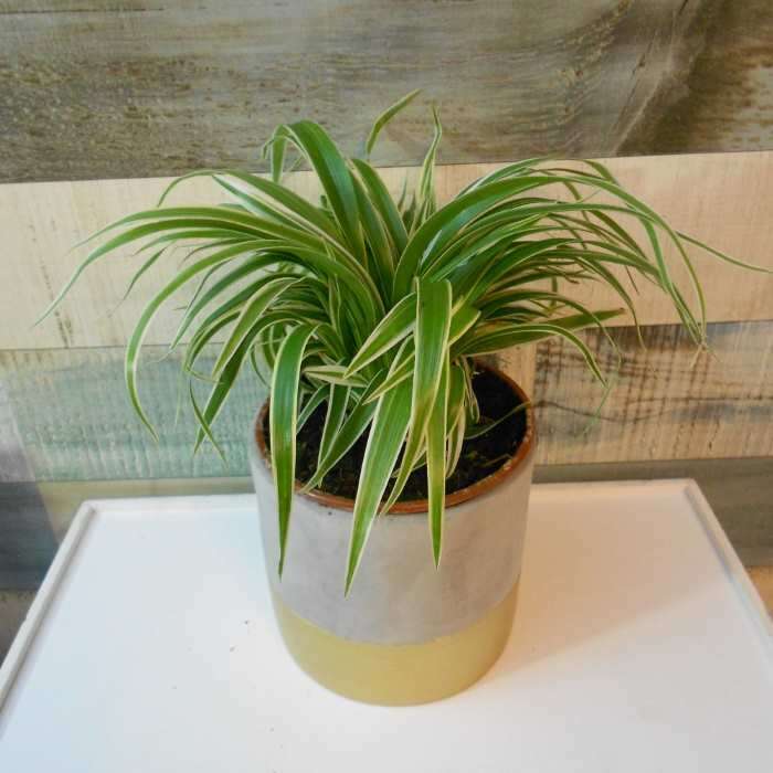 Chlorophytum Laxum Houseplant in a plant pot