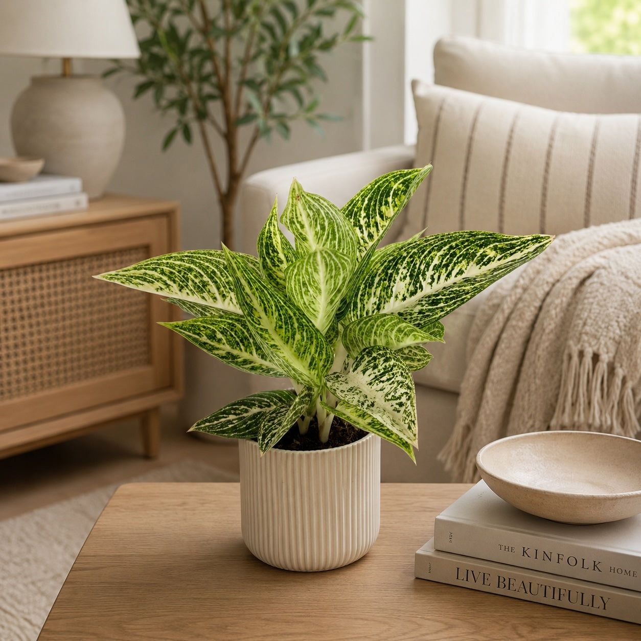Aglaonema Polar Springtime 12cm Houseplant