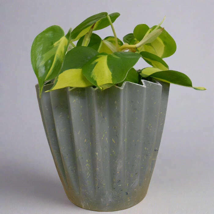sweetheart-plant-philodendron-scandens-brazil-small-indoor-plants-FTo
