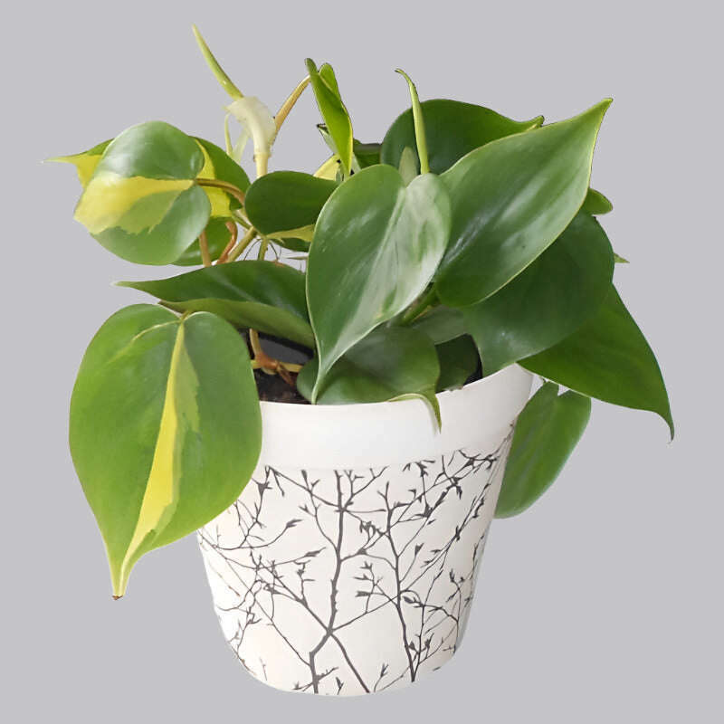 sweetheart-plant-philodendron-scandens-brazil-small-indoor-plants-LrG
