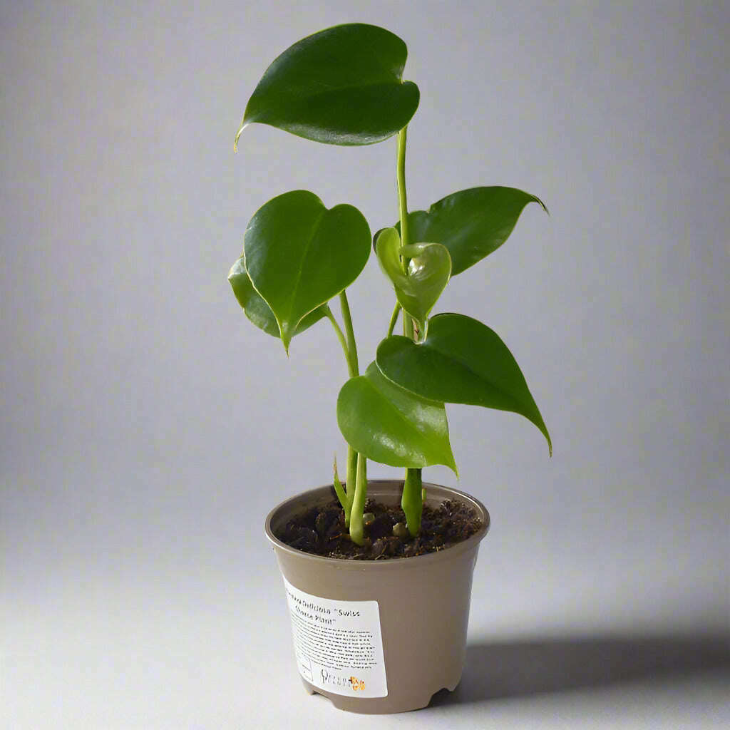 Swiss Cheese Plant in a plastic nursery pot