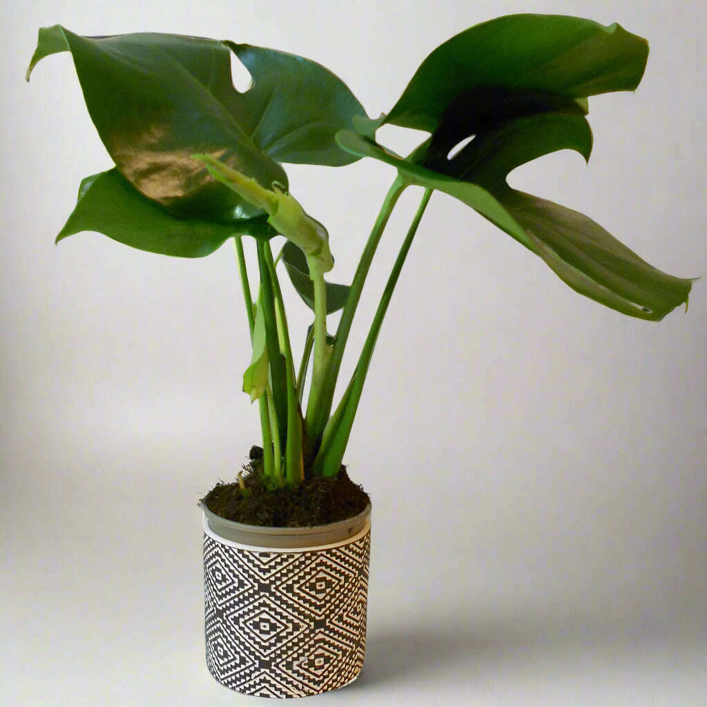 Monstera Deliciosa houseplant in a ceramic pot