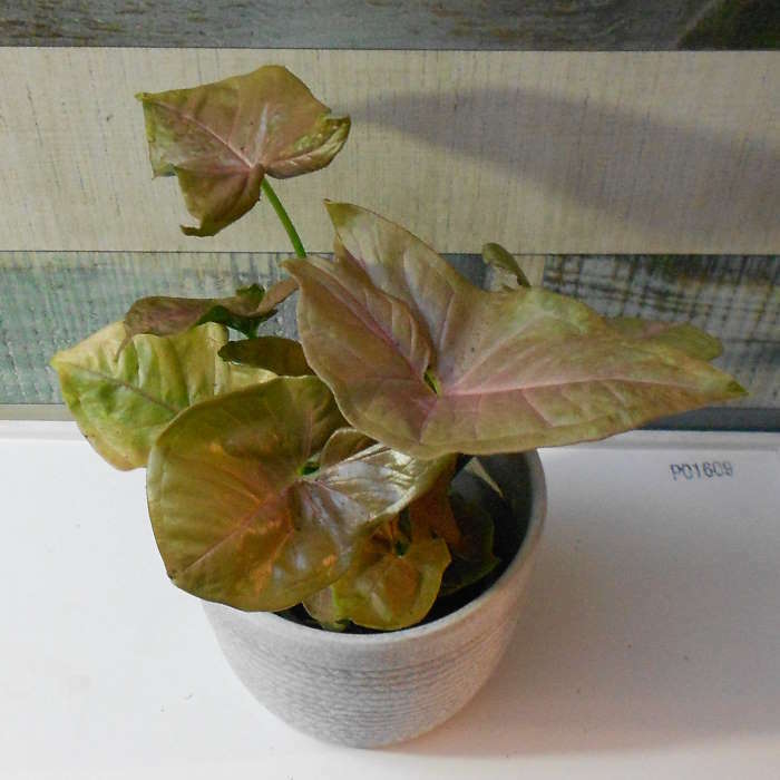 Syngonium Infra Red (Arrowhead Plant) Small Indoor Plants
