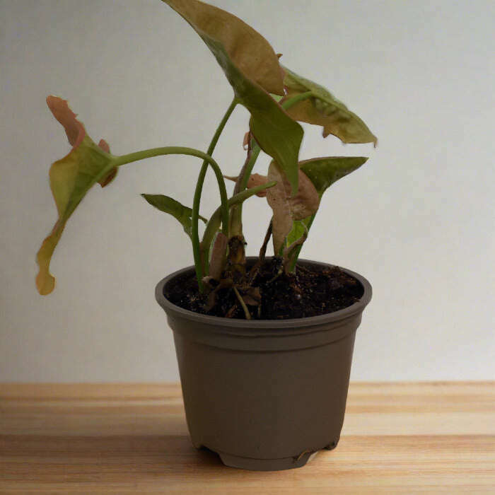 Syngonium Infra Red (Arrowhead Plant) Small Indoor Plants