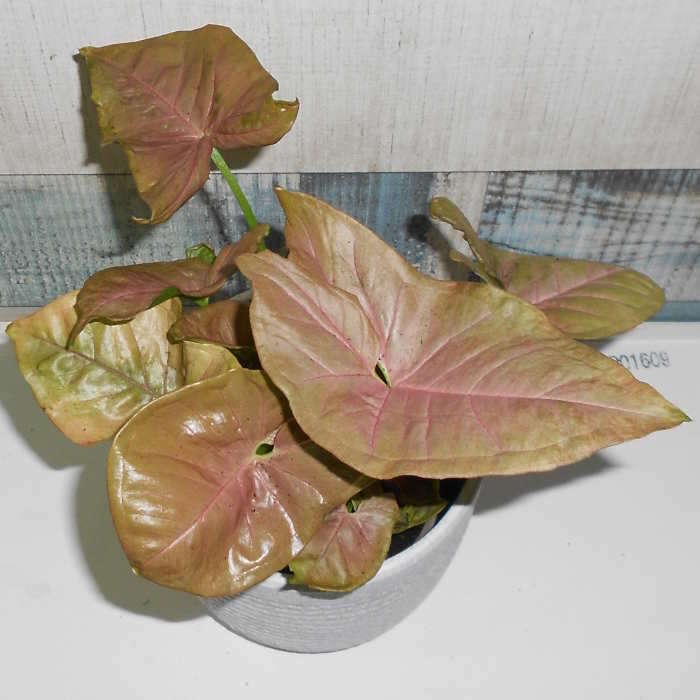 Syngonium Infra Red (Arrowhead Plant) Small Indoor Plants