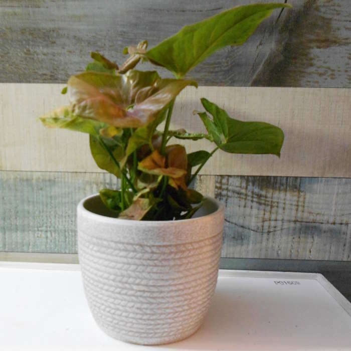 Syngonium Infra Red (Arrowhead Plant) Small Indoor Plants