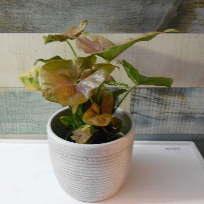 Syngonium Infra Red (Arrowhead Plant) Small Indoor Plants