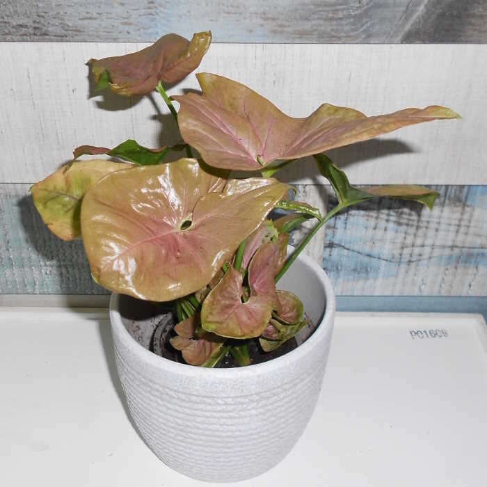 Syngonium Infra Red (Arrowhead Plant) Small Indoor Plants