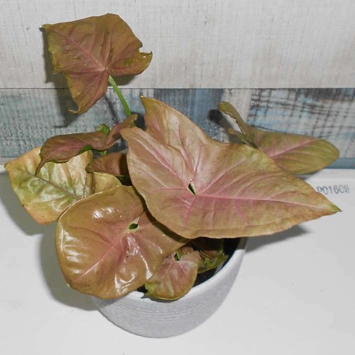 Syngonium Infra Red (Arrowhead Plant) Small Indoor Plants