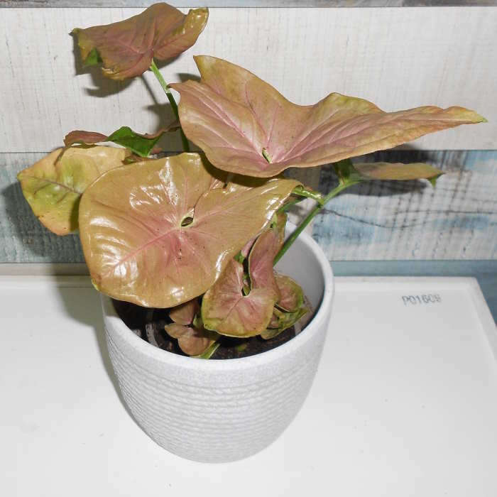 Syngonium Infra Red (Arrowhead Plant) Small Indoor Plants