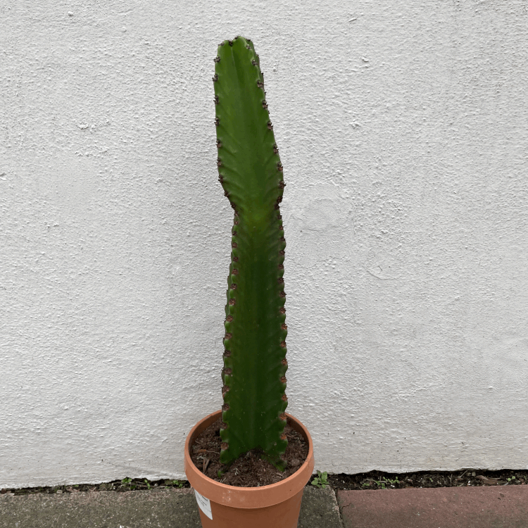 Euphorbia ingens (Cowboy Cactus)