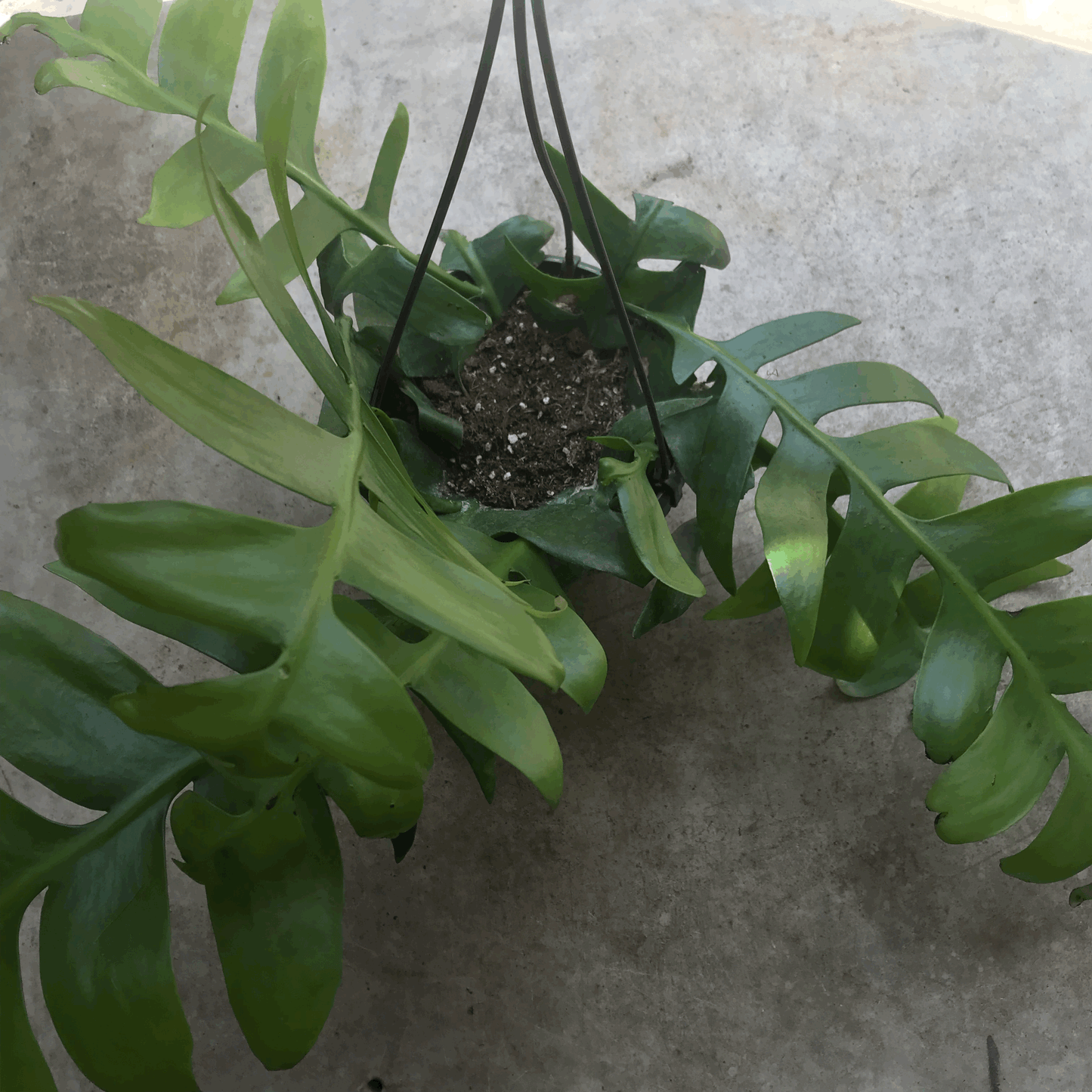 Epiphyllum chrysocardium (Fern Leaf Cactus)