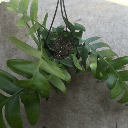 Epiphyllum chrysocardium (Fern Leaf Cactus)