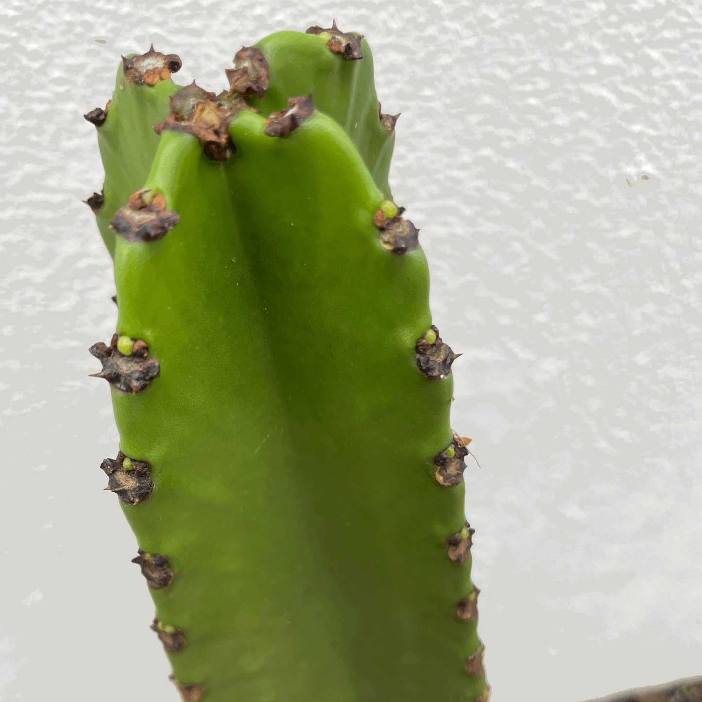 Euphorbia ingens (Cowboy Cactus)