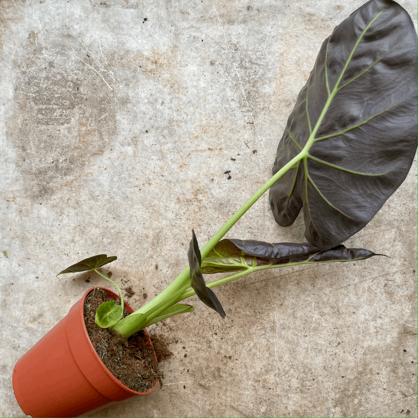 Alocasia 'Regal shields'