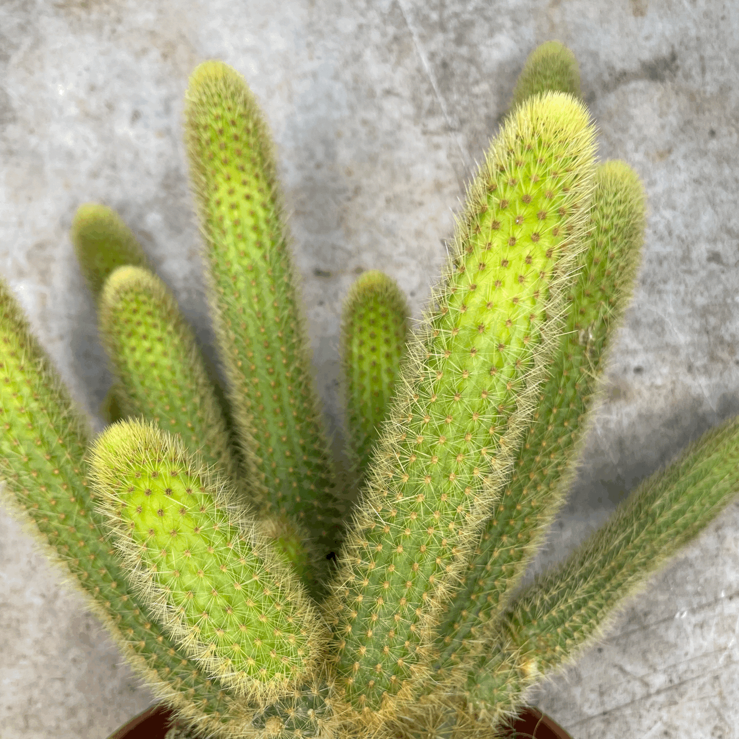 Cleistocactus winteri (Golden Rat Tail cactus)
