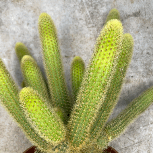 Cleistocactus winteri (Golden Rat Tail cactus)