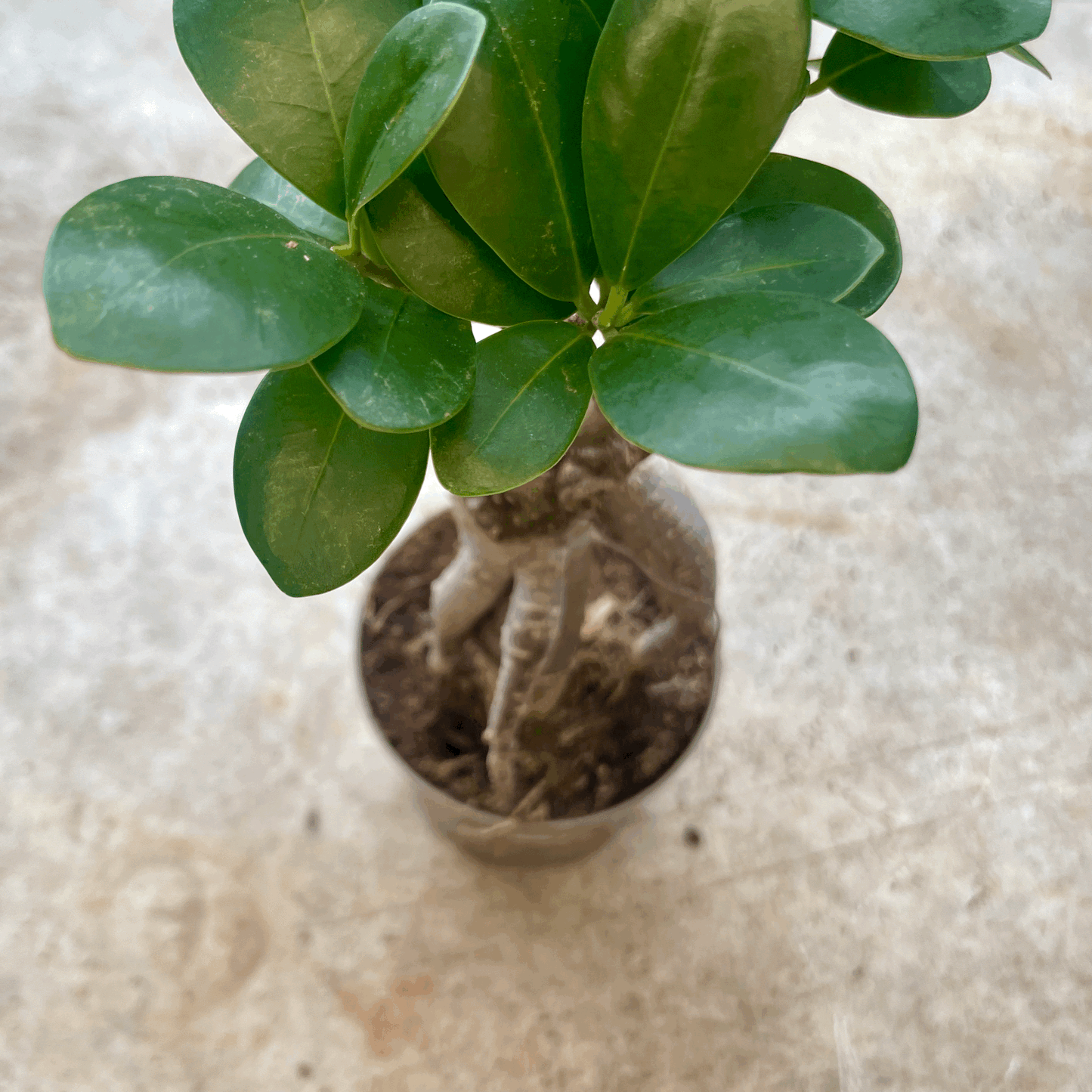 Ficus microcarpa 'Ginseng'