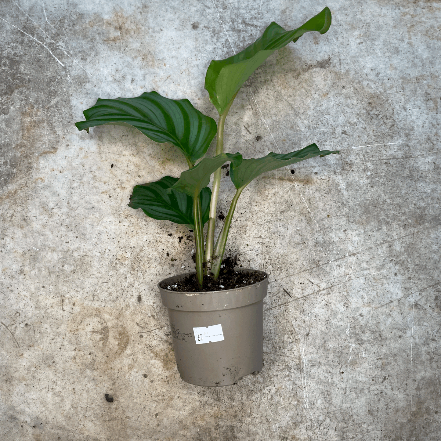 Calathea orbifolia (Prayer Plant)