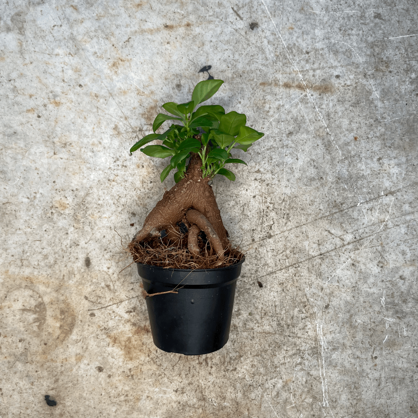 Ficus microcarpa 'Ginseng'
