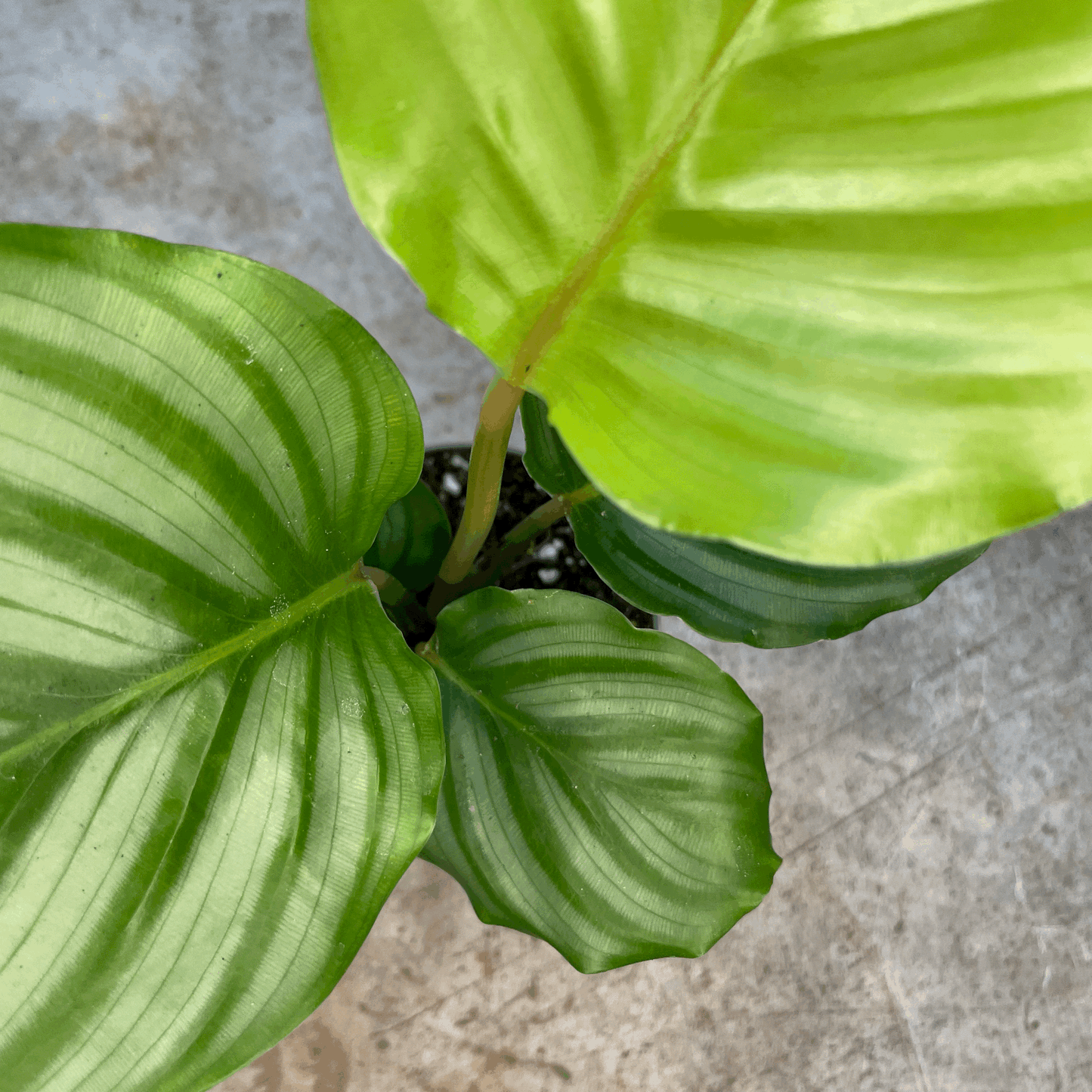 Calathea orbifolia (Prayer Plant)