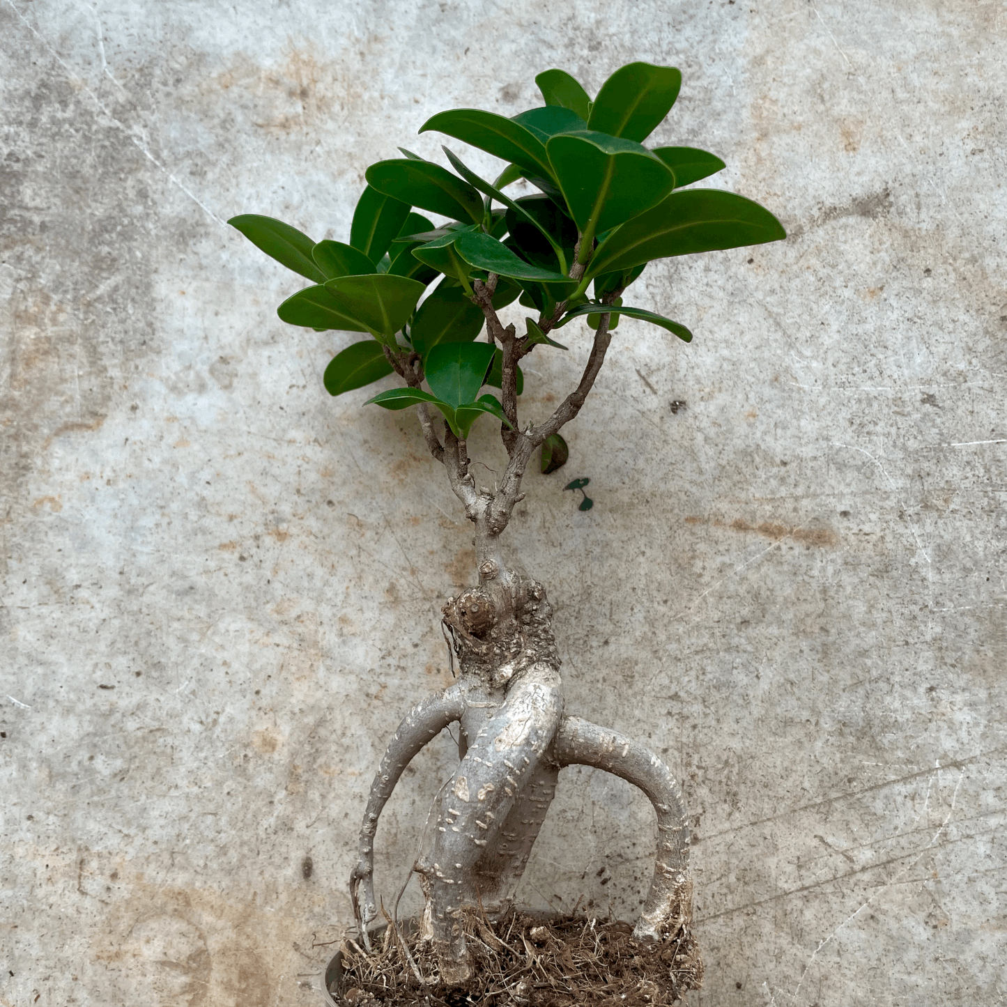 Ficus microcarpa 'Ginseng'