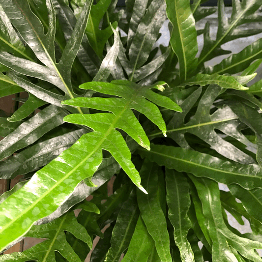 Aglaomorpha Coronans Houseplant - Snake Leaf Fern