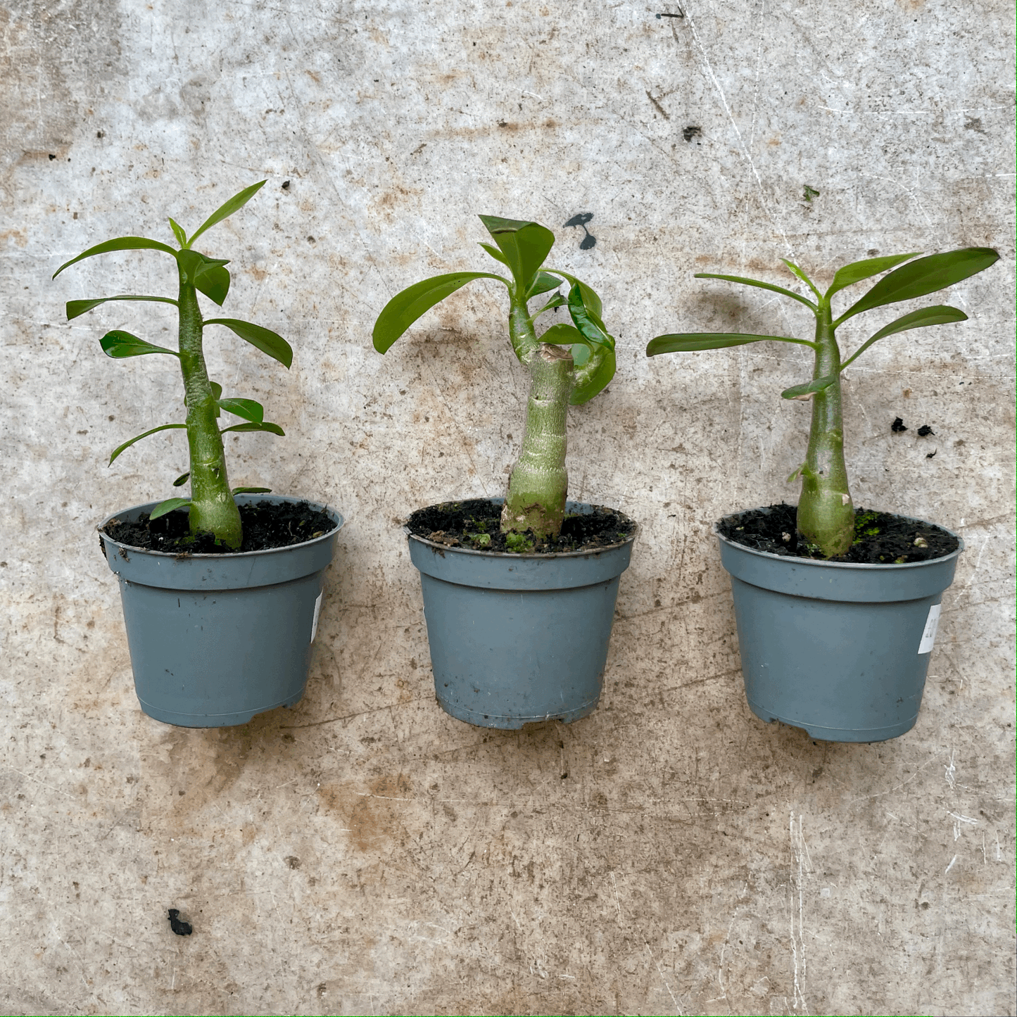 Adenium obesum 'Baobab' (Desert Rose)
