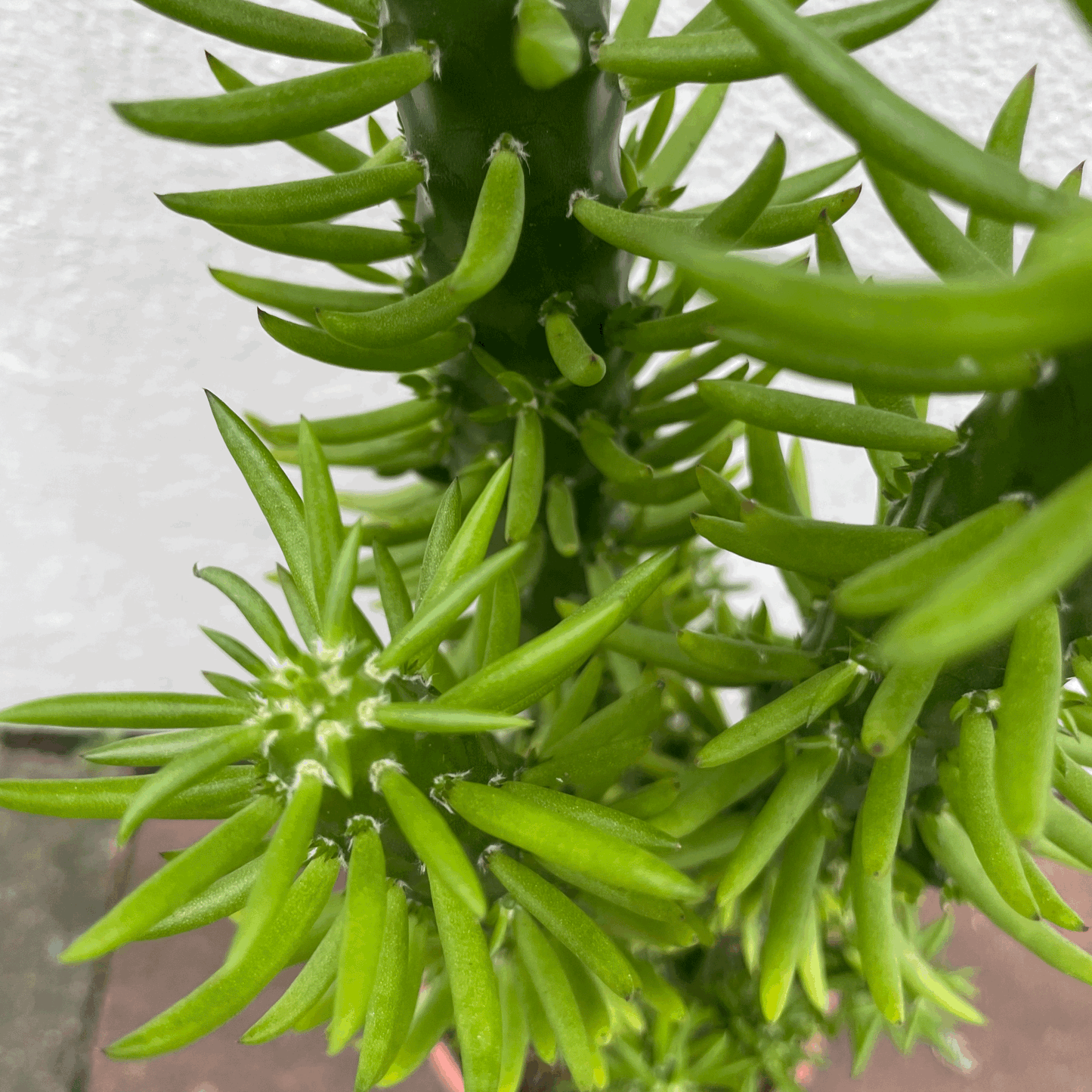 Austrocylindropuntia subulata (Eves Pin Cactus)