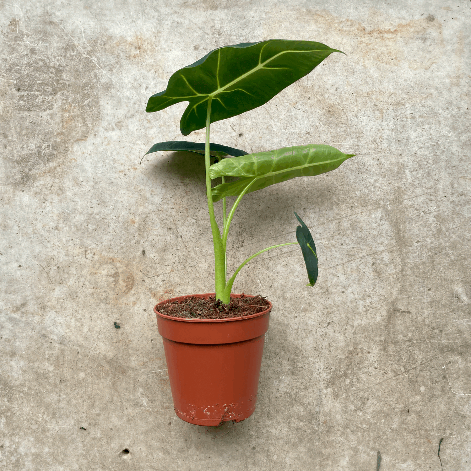 Alocasia micholitziana 'Frydek'