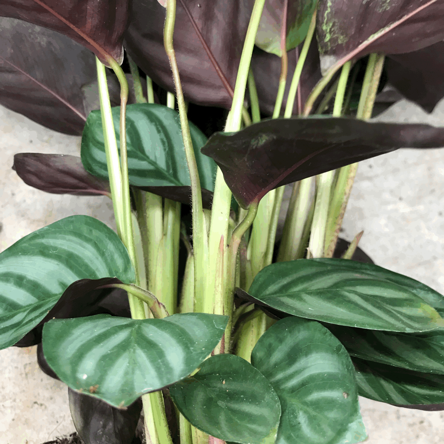 Ctenanthe Setosa Prayer Plant - Calathea Compact Star Houseplant