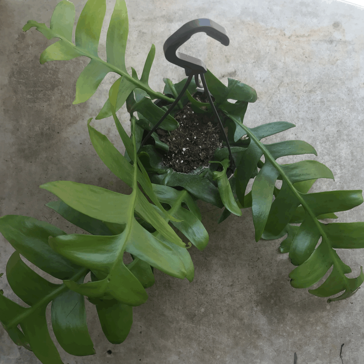 Epiphyllum chrysocardium (Fern Leaf Cactus)