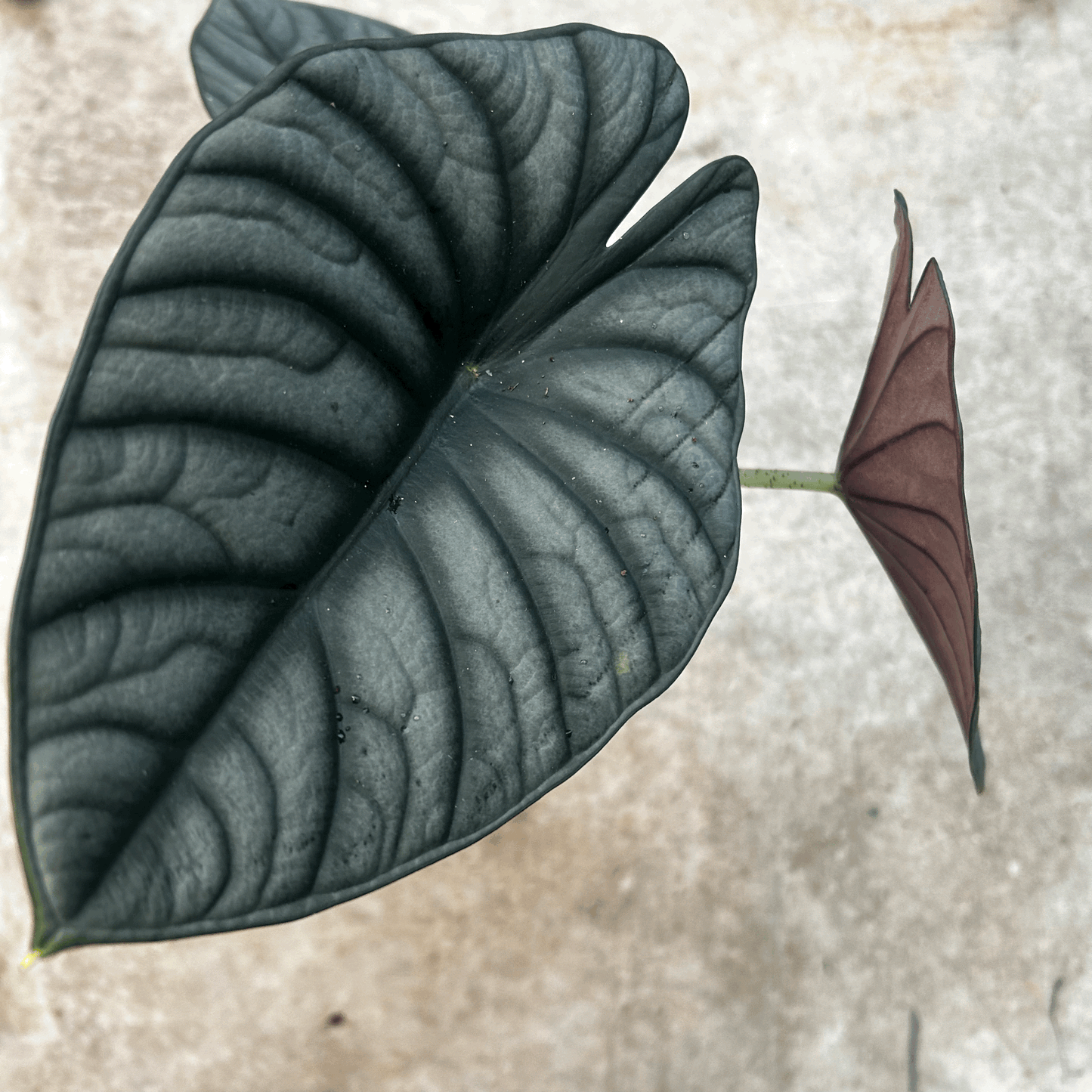 Alocasia 'Nebula Silver'