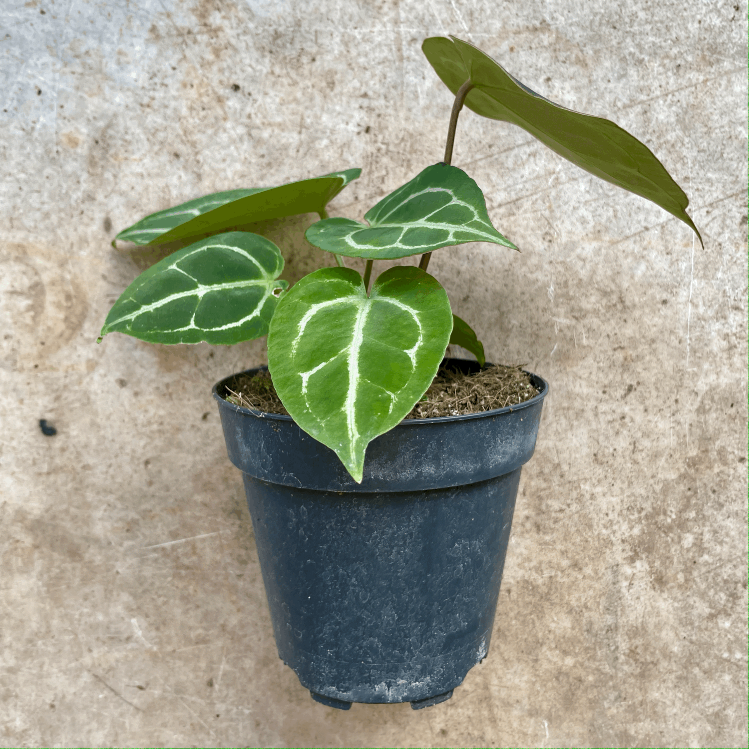 Anthurium crystallinum (Crystal Anthurium)