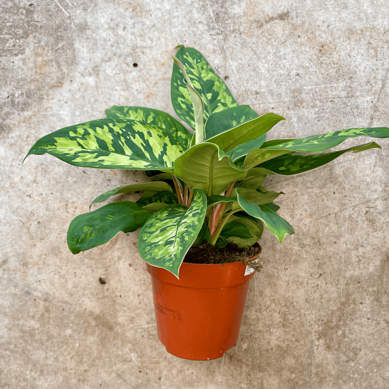 Homalomena wallissi 'Camouflage' (Shield Plant)