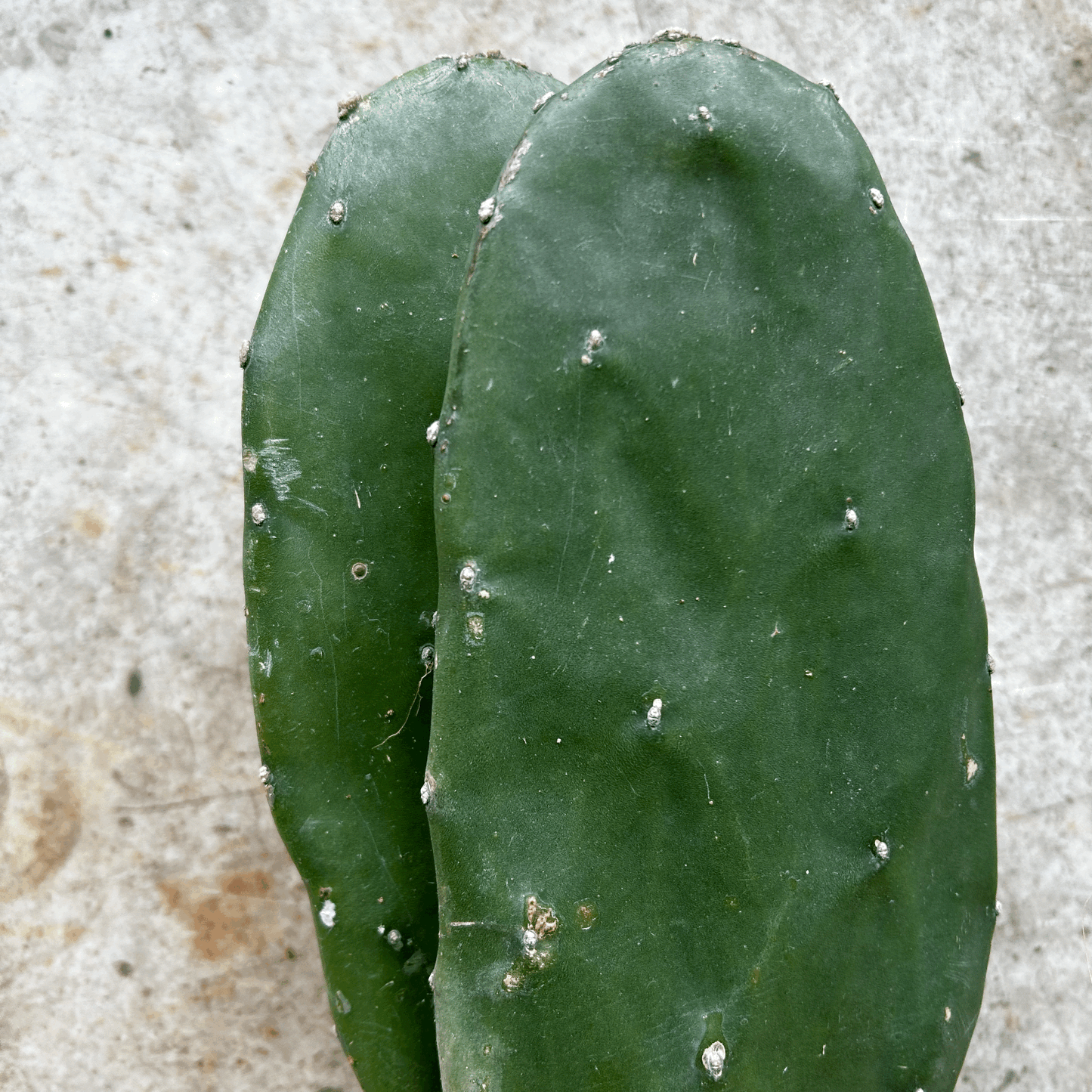 Opuntia cochenillifera (Prickly Pear)