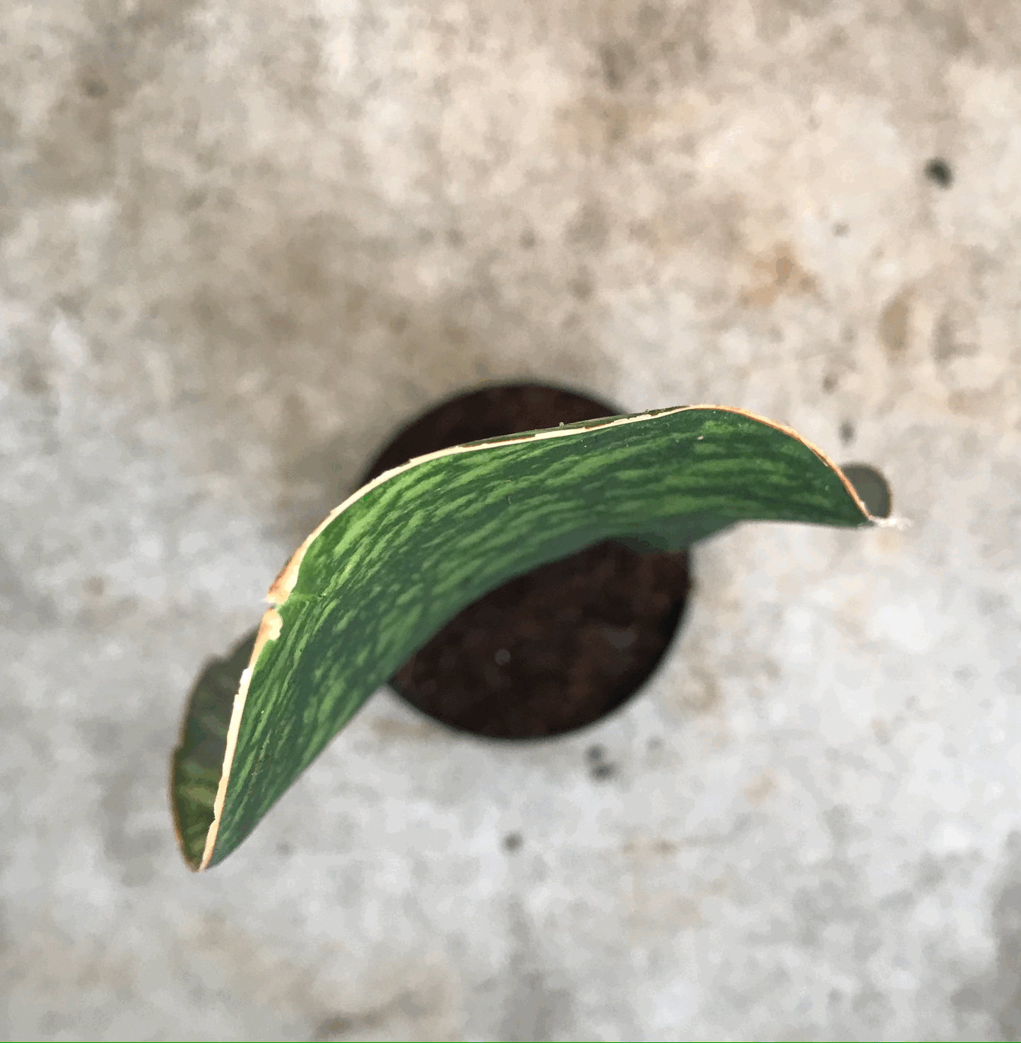 Sansevieria masoniana (Whales fin)