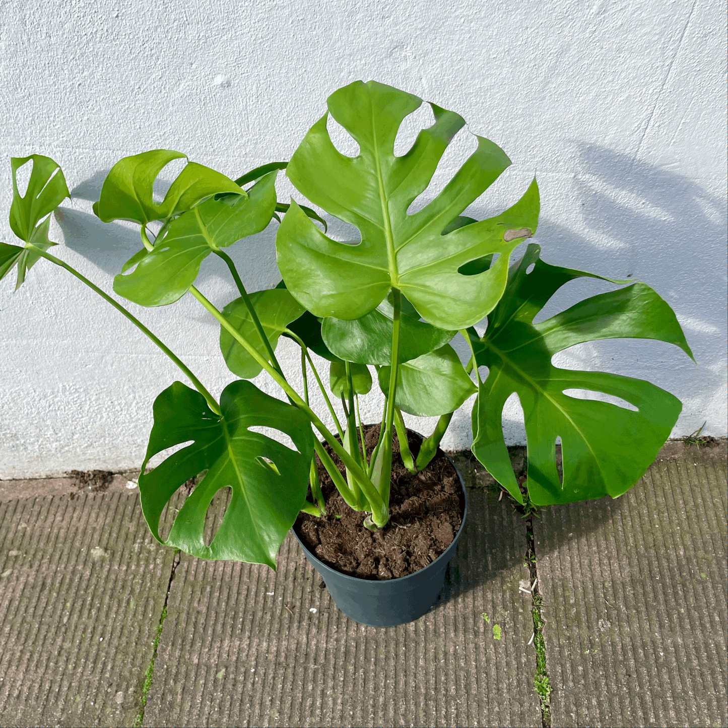 Monstera deliciosa (Swiss Cheese Plant)