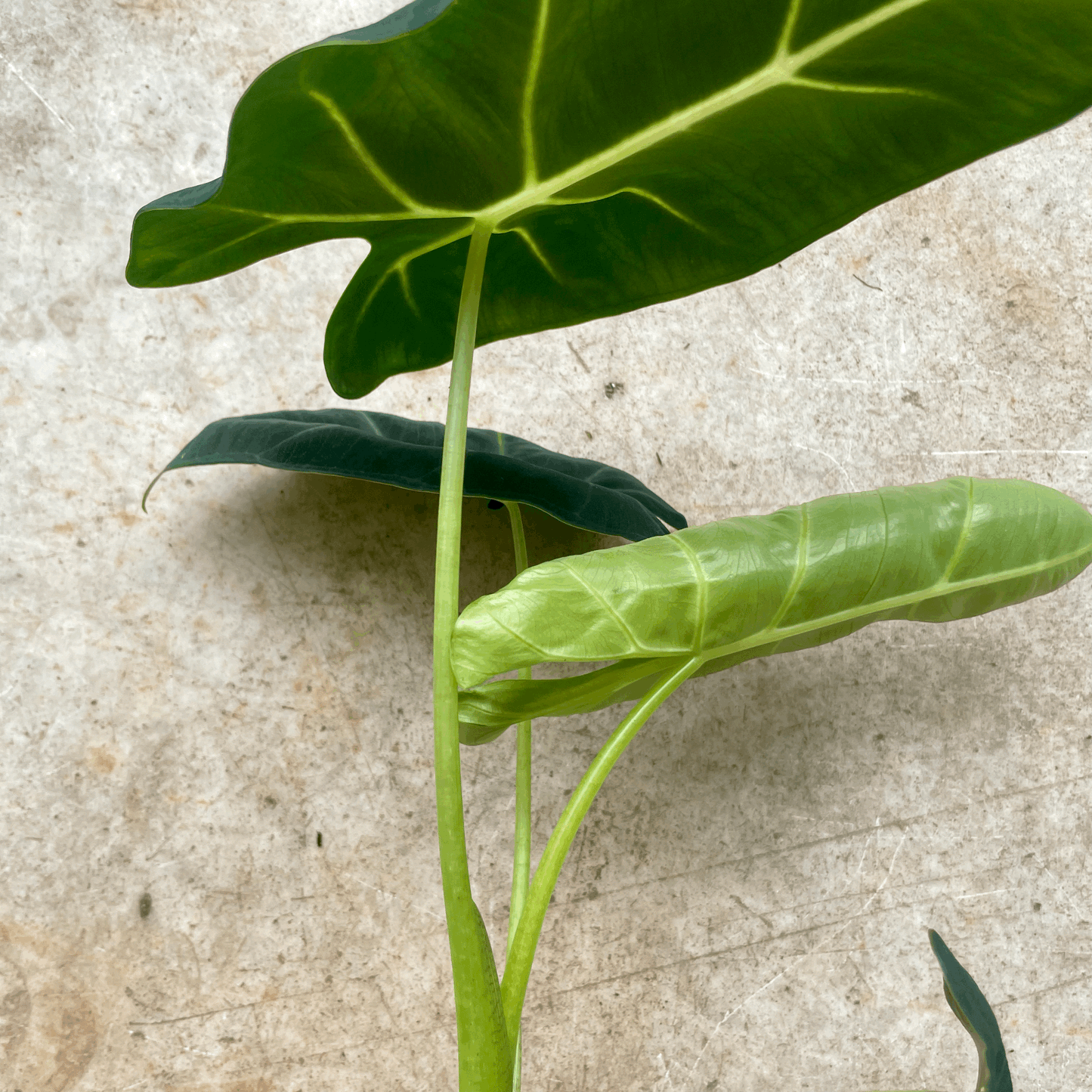 Alocasia micholitziana 'Frydek'