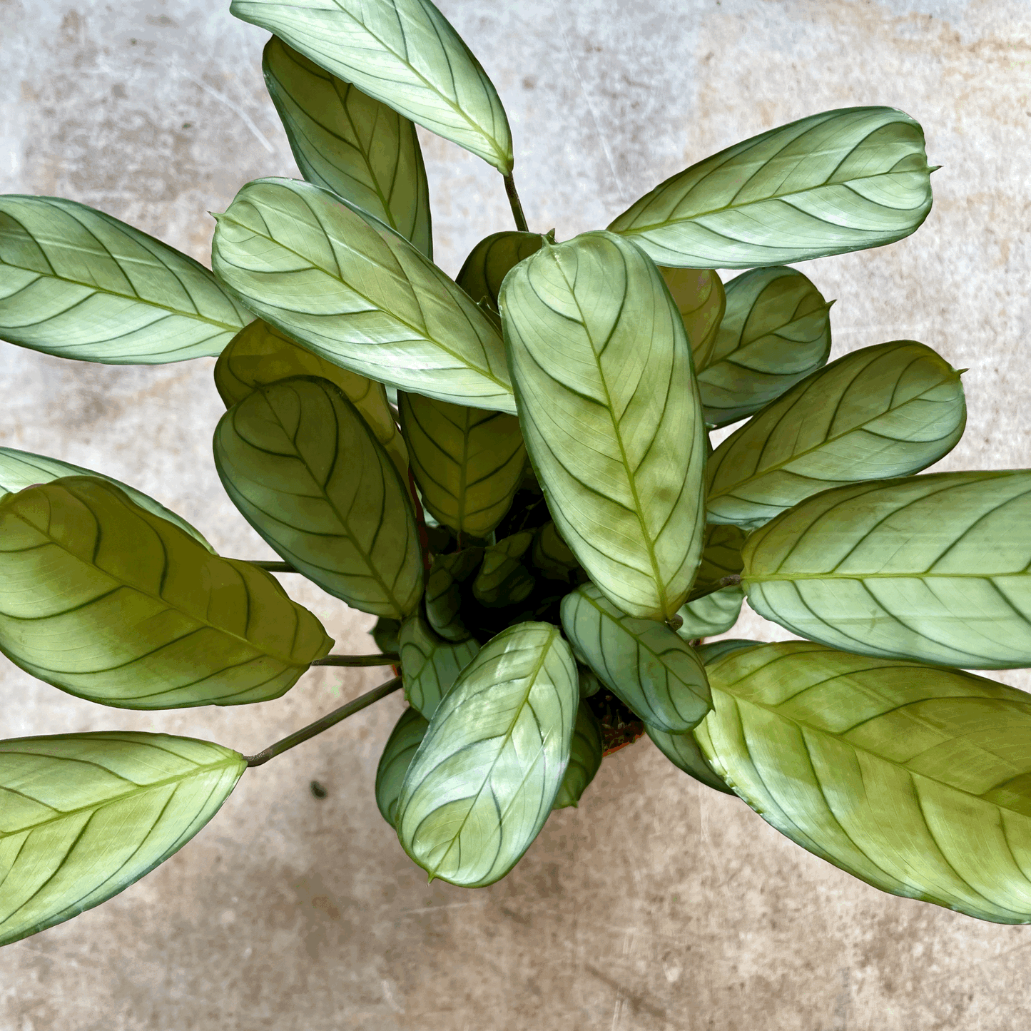 Ctenanthe burle-marxii 'Amagris' (Never Never Plant)
